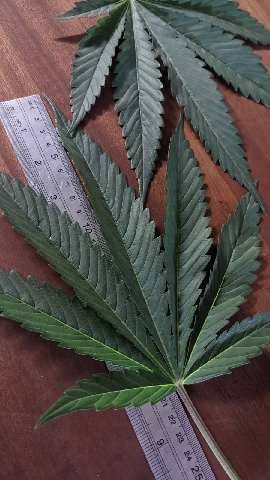 Real Cannabis Leaves S/M/L Organic Healthy Fresh Washed Harvested Shipped