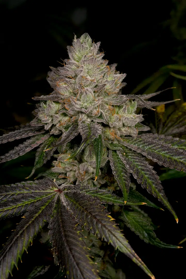Two by Four Rooted Clone