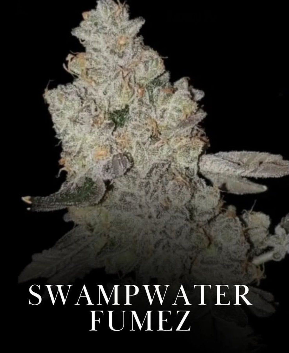 Swampwater Fumez