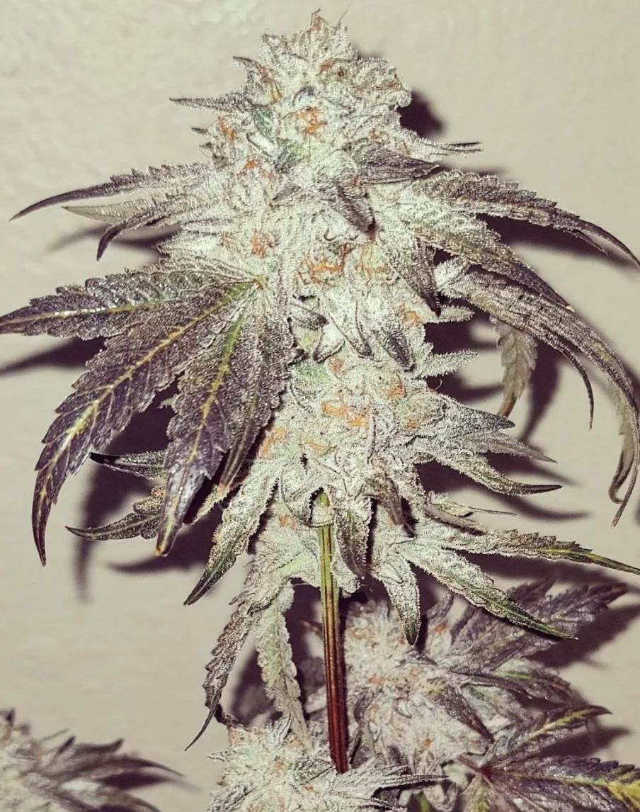 geisha breath umami seeds